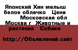 Японский Хин малыш - белое облачко › Цена ­ 10 000 - Московская обл., Москва г. Животные и растения » Собаки   